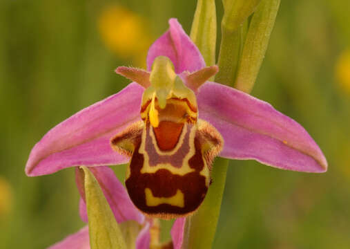 Image of Ophrys apifera var. apifera