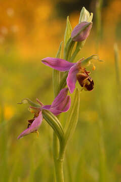 Image of Ophrys apifera var. apifera