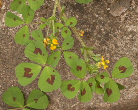 Image of spotted medick