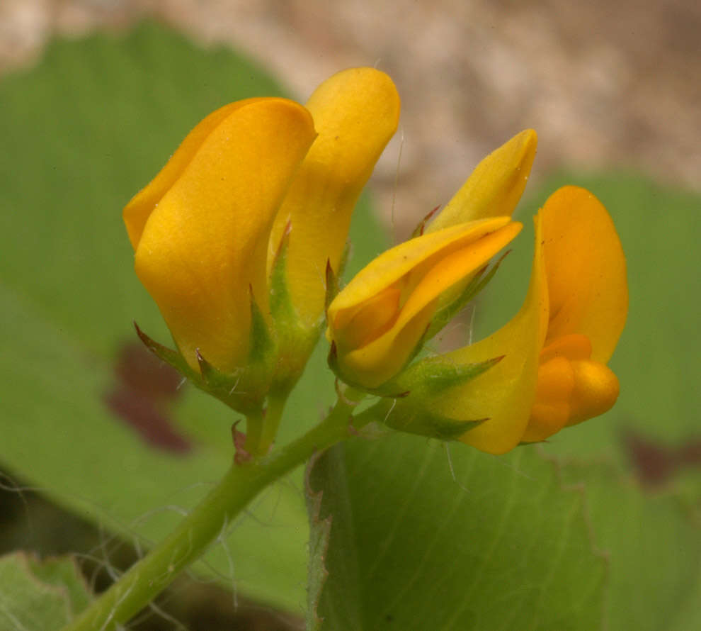 Image of spotted medick