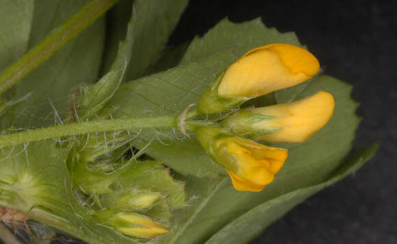 Image of spotted medick