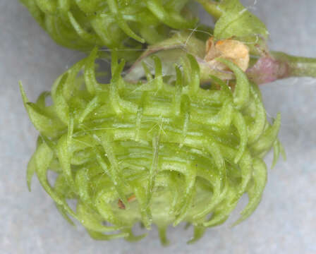 Image of spotted medick