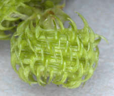 Image of spotted medick