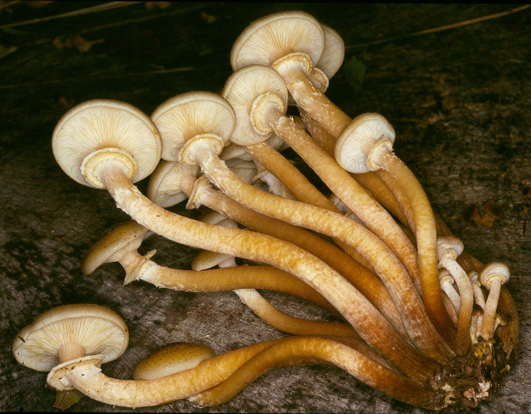 Image of Honey Fungus