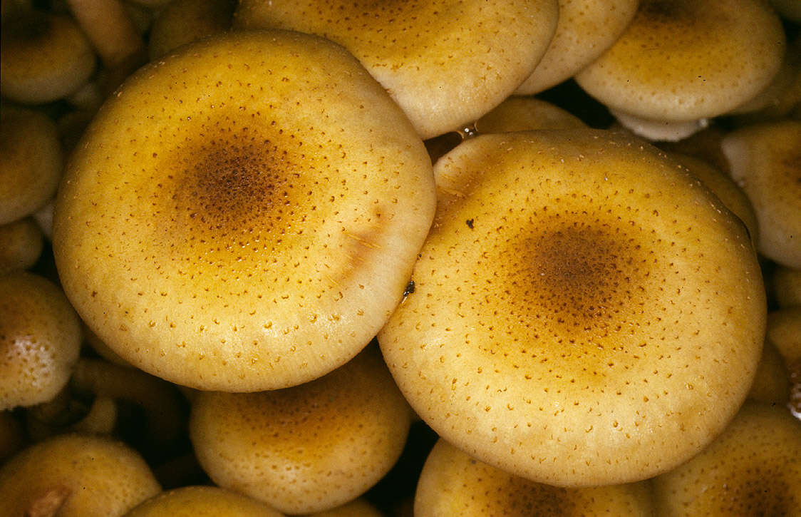 Image of Honey Fungus