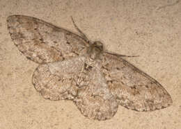 Image of The Small Engrailed