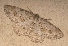 Image of The Small Engrailed