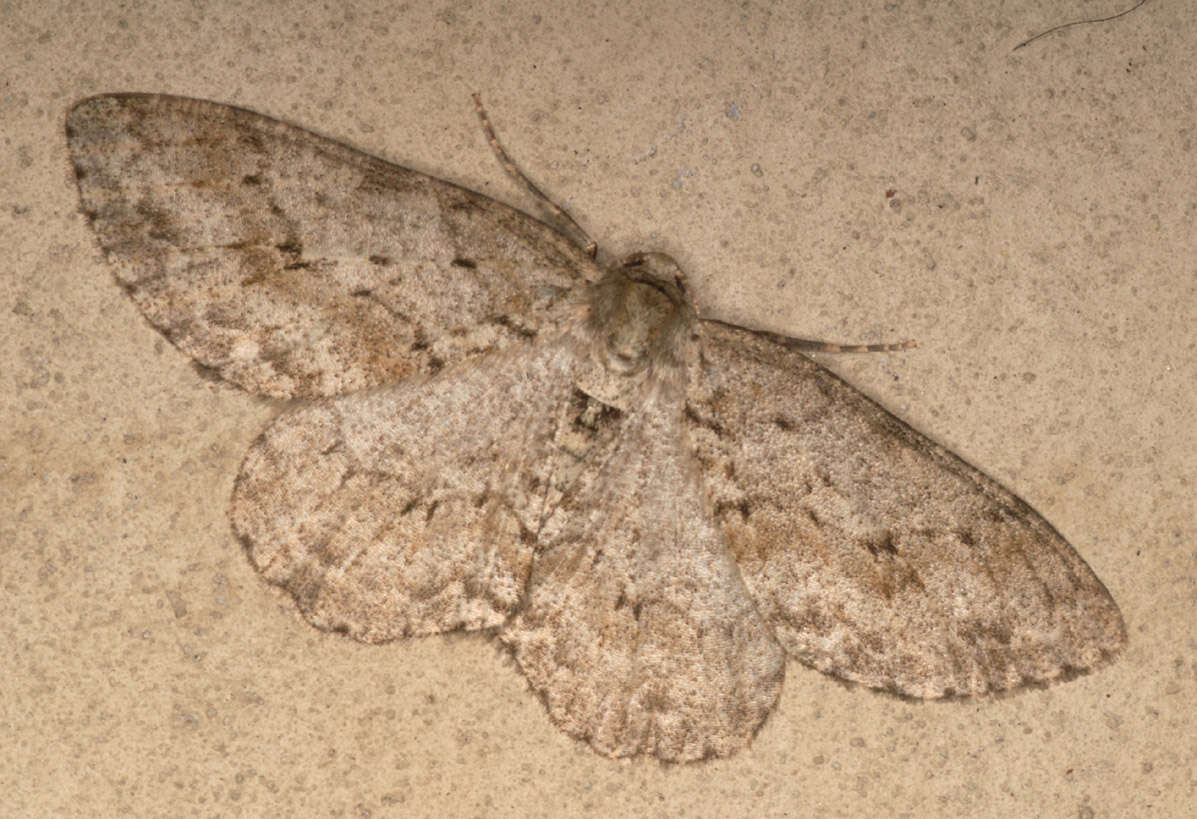 Image of The Small Engrailed