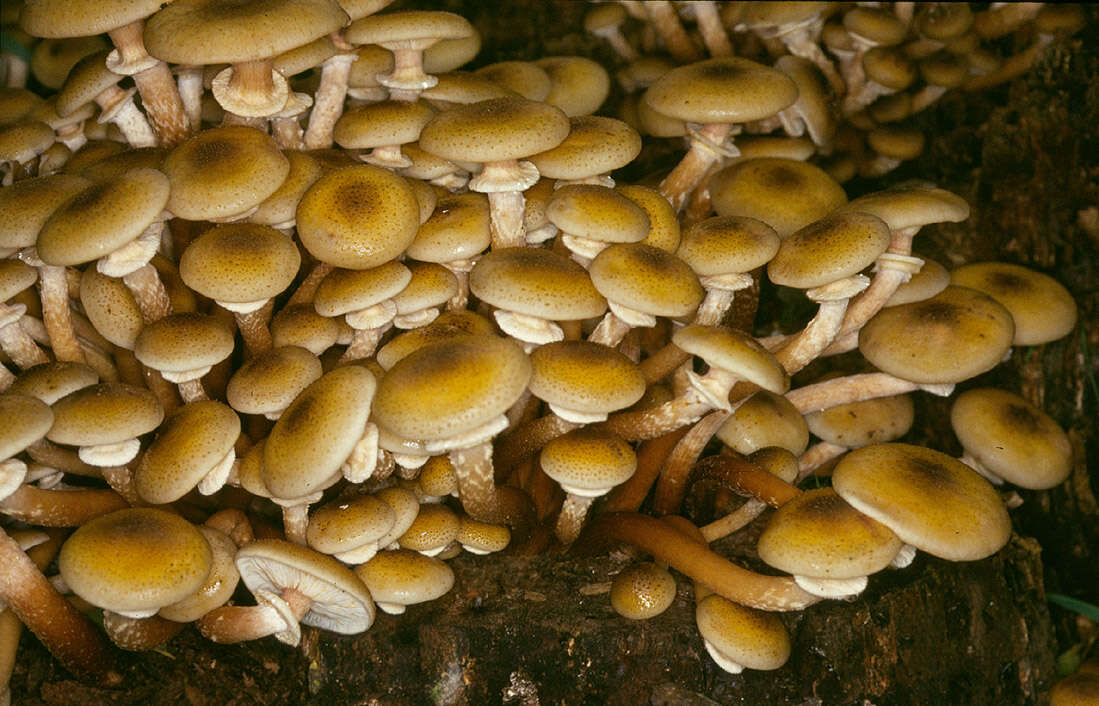 Image of Honey Fungus