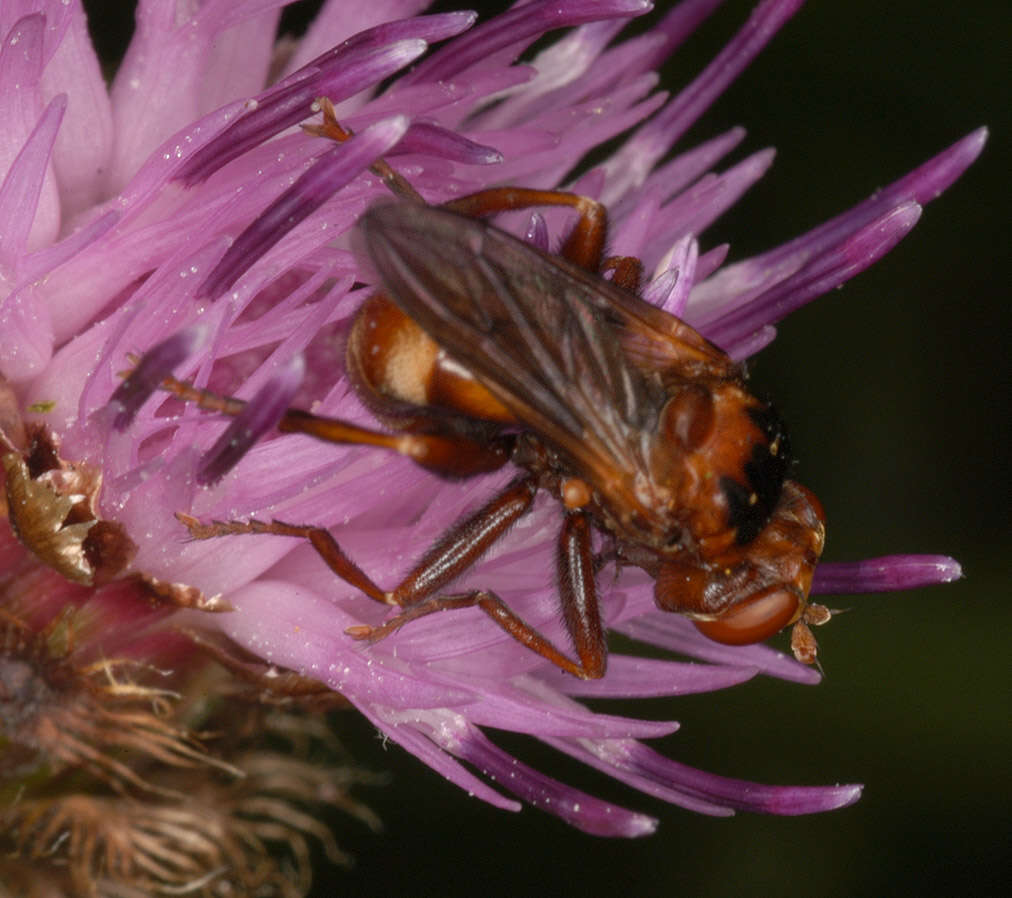 Image of Sicus ferrugineus (Linnaeus 1761)