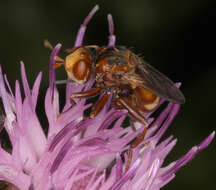 Image of Sicus ferrugineus (Linnaeus 1761)