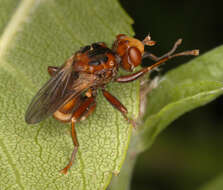 Image of Sicus ferrugineus (Linnaeus 1761)