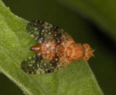 Image de Acinia corniculata (Zetterstedt 1819)