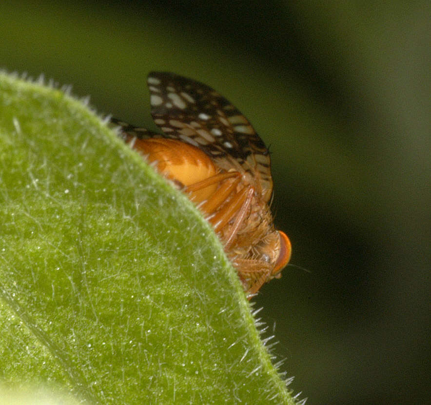 Image de Acinia corniculata (Zetterstedt 1819)