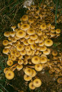 Image of Honey Fungus