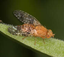 Image de Acinia corniculata (Zetterstedt 1819)