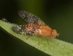 Image de Acinia corniculata (Zetterstedt 1819)