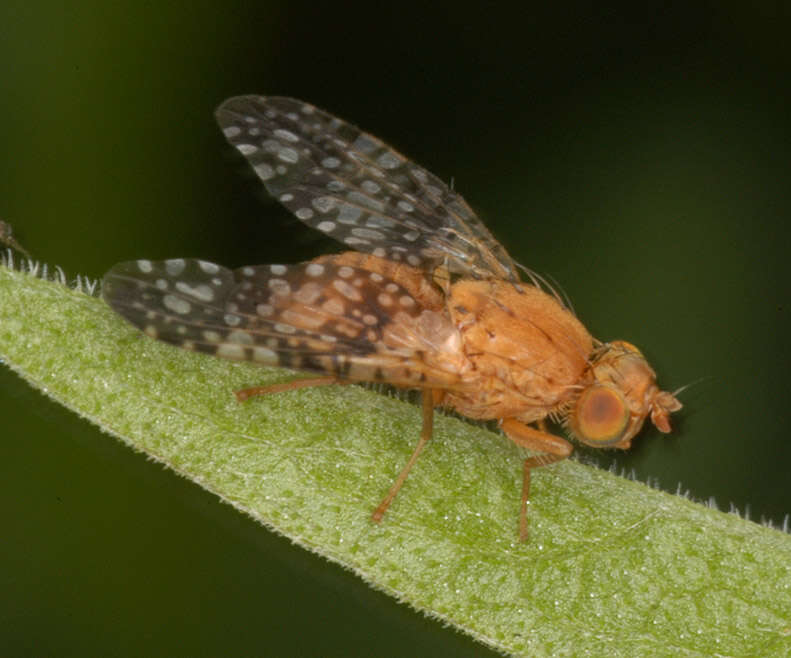 Image de Acinia corniculata (Zetterstedt 1819)