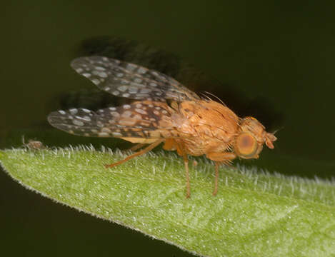 Image de Acinia corniculata (Zetterstedt 1819)