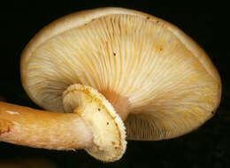 Image of Honey Fungus