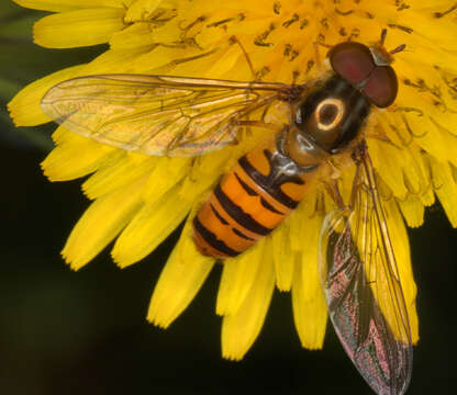 Image of Marmalade hoverfly