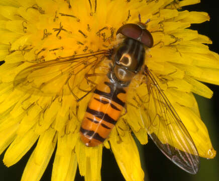 Image of Marmalade hoverfly