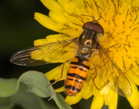 Image of Marmalade hoverfly