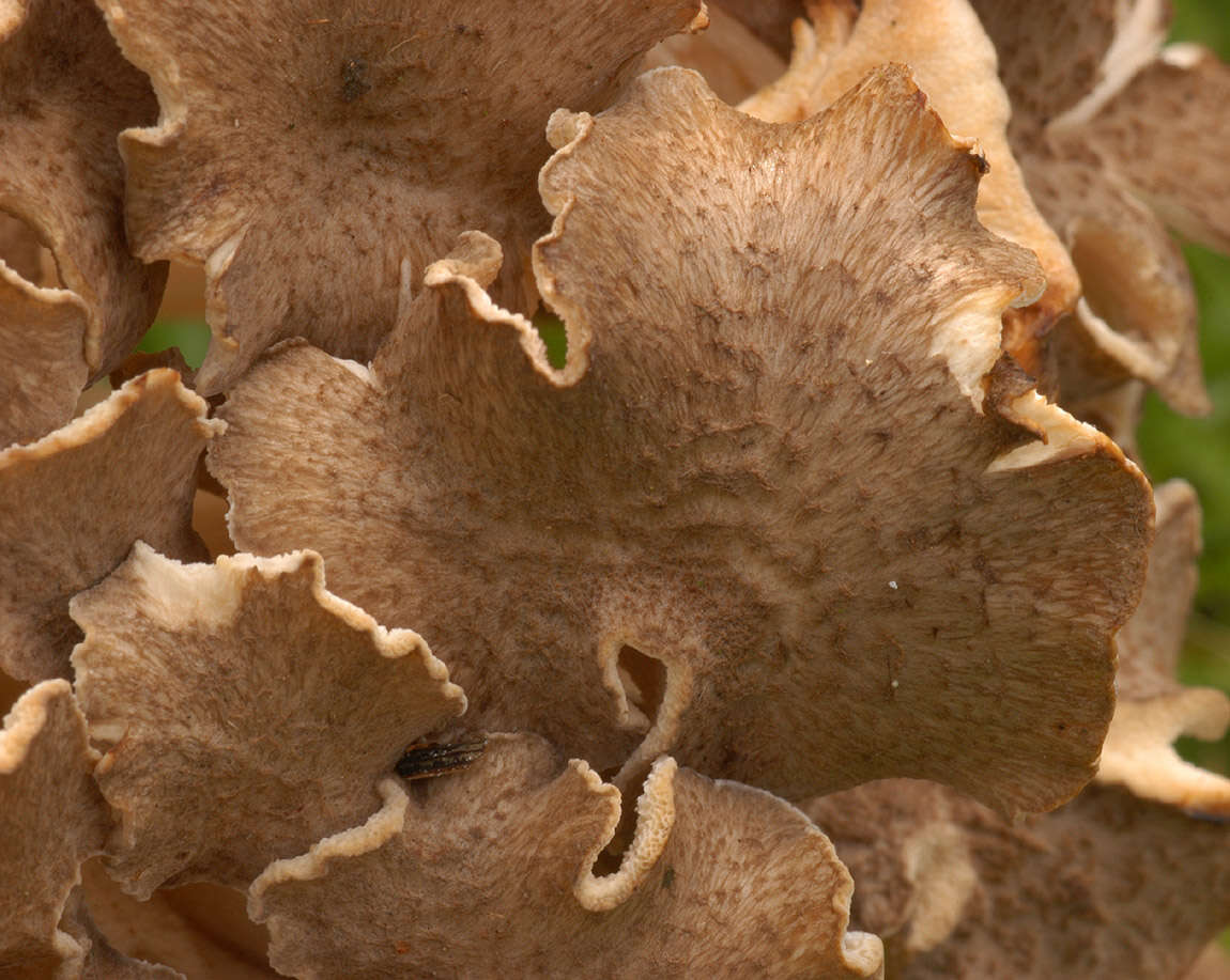 Image de Polypore en ombelle