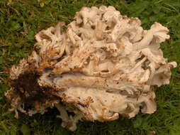 Imagem de Polyporus umbellatus (Pers.) Fr. 1821