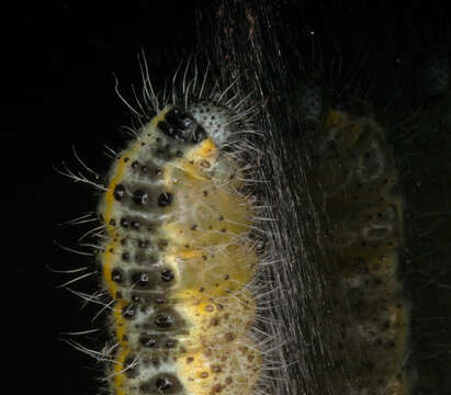 Image of cabbage butterfly