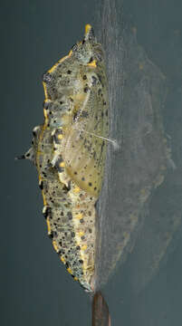 Image of cabbage butterfly