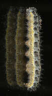 Image of cabbage butterfly