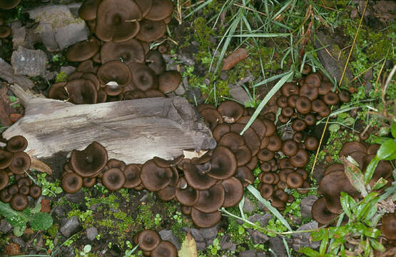 Image of Tephrocybe ambusta (Fr.) Donk 1962