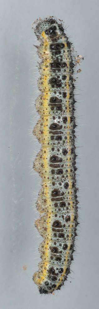 Image of cabbage butterfly