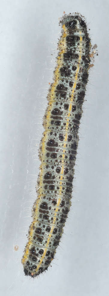 Image of cabbage butterfly