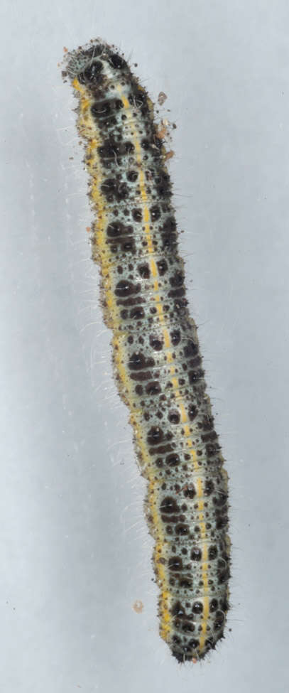 Image of cabbage butterfly