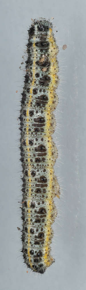 Image of cabbage butterfly