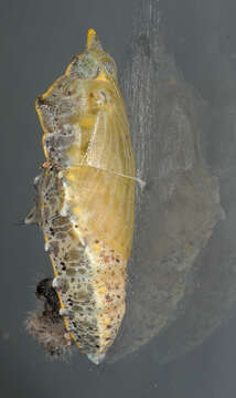 Image of cabbage butterfly