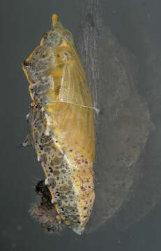 Image of cabbage butterfly