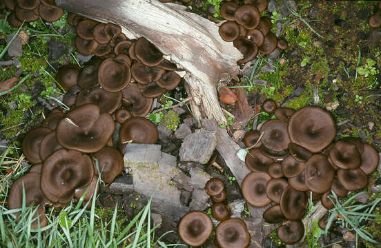 Image de Tephrocybe ambusta (Fr.) Donk 1962