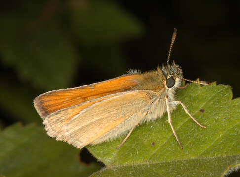 Image of small skipper