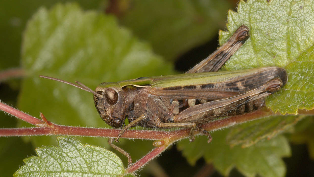 Image of woodland grasshopper