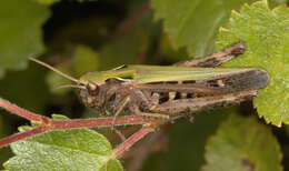 Image of woodland grasshopper