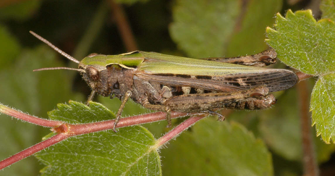 Image of woodland grasshopper