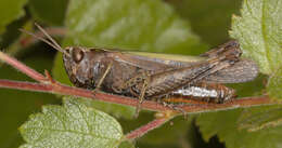 Image of woodland grasshopper
