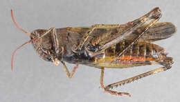 Image of woodland grasshopper