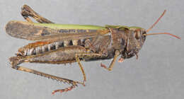 Image of woodland grasshopper