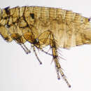 Image of rodent flea