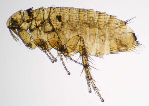 Image of rodent flea