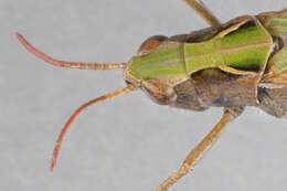 Image of woodland grasshopper